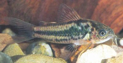 Corydoras sp. C89